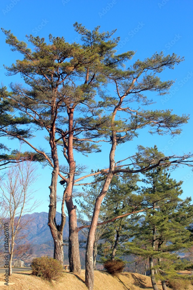 Obraz premium 国見ケ丘の赤松