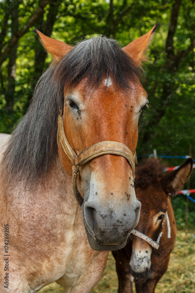 Fototapeta premium color picture of a pet horse.