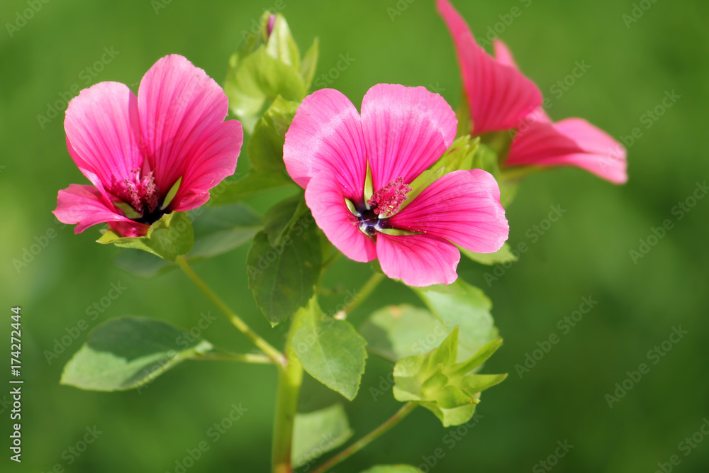 Fototapeta premium Lavatera or rose mallow pink flowers in garden