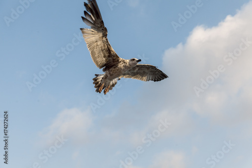 seagulls flying