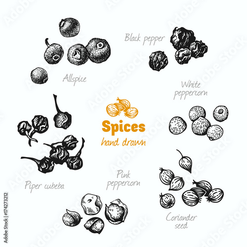 Assorted peppers isolated on white vector hand drawn illustration