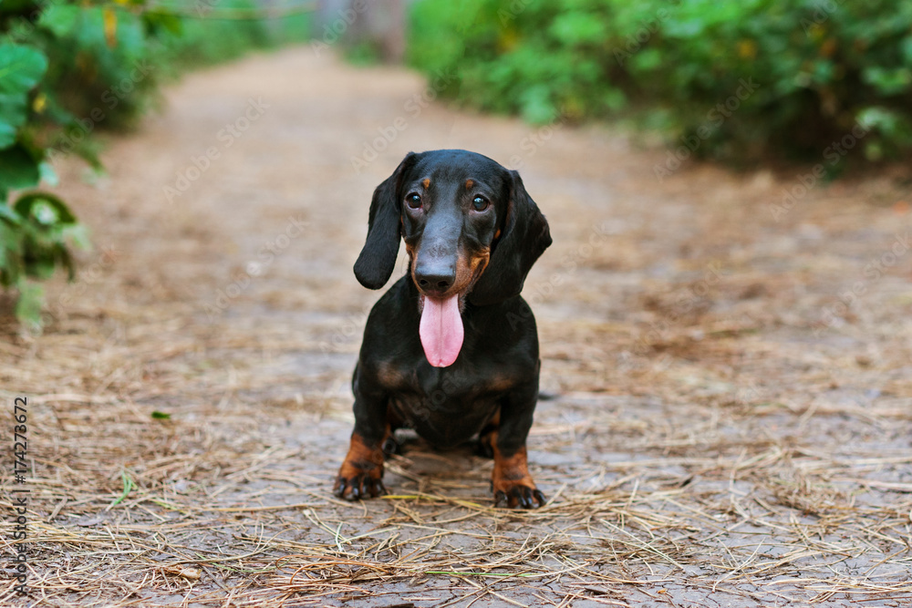 portrait of a dog (puppy) breed dachshund black tan, smile in the green forest portrait of a dog (puppy) breed dachshund black tan, smile in the green forest