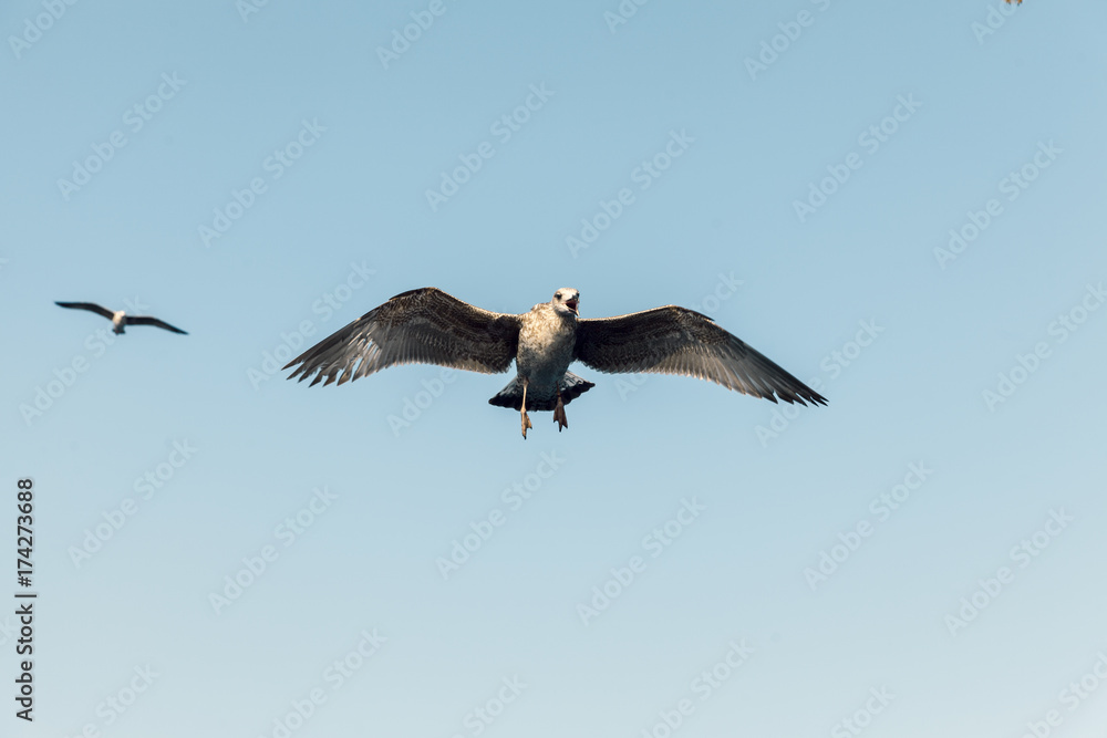 Obraz premium seagulls flying