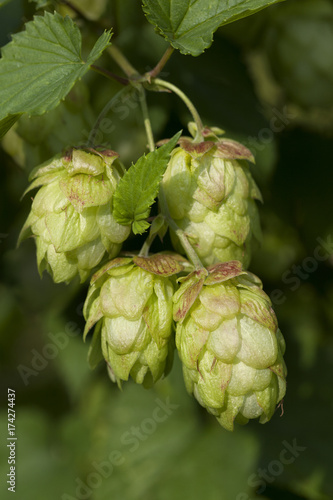 Twig of hop cones