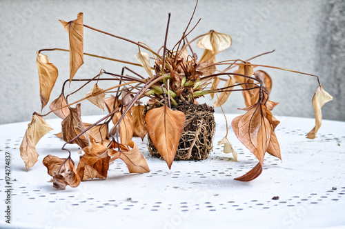 Bild auf Leinwand Plante fanée sur une table blanche - Climat.
