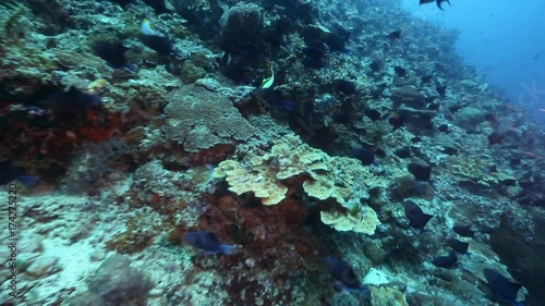 Thousands of redtoothed triggerfish (Odonus niger) swimming along coral reef slope at Bunaken Island  photo