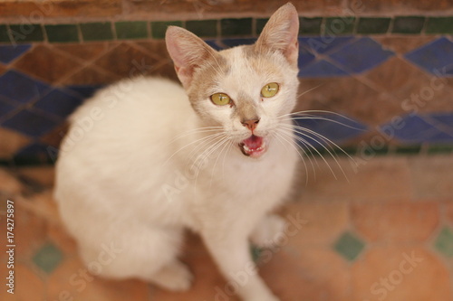 Katze in Marrakesh photo