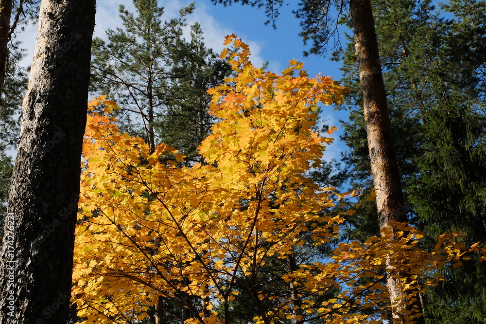 Obraz premium Осенний лес