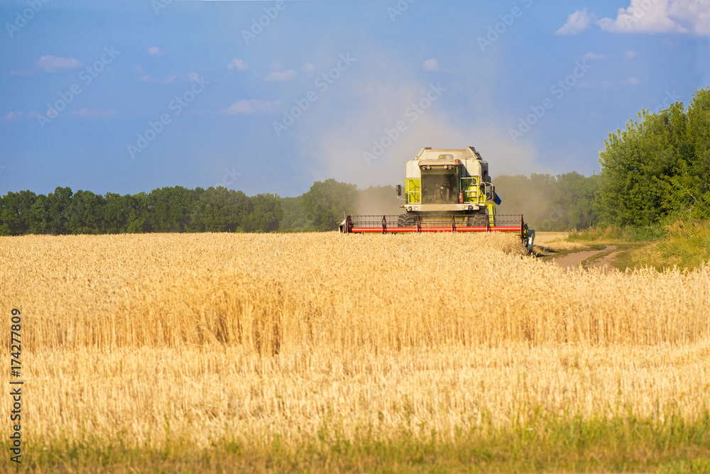 Fototapeta premium Harvester machine to harvest wheat field working