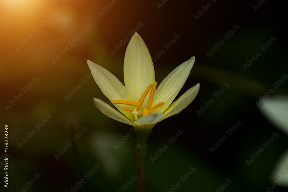 Beautiful rain lily flower. Beautiful rain lily flower.