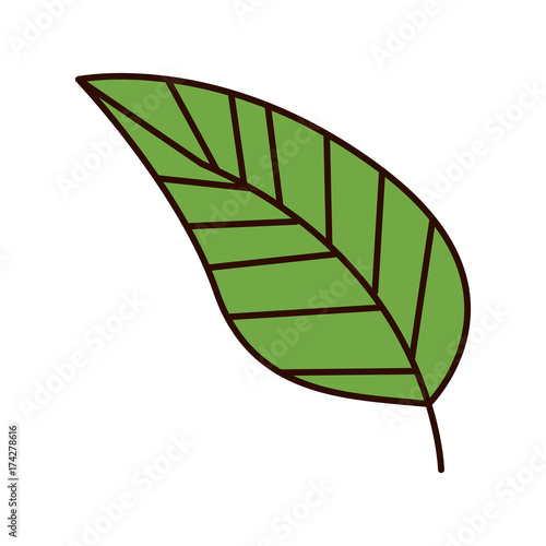 single leaf icon image vector illustration design 
