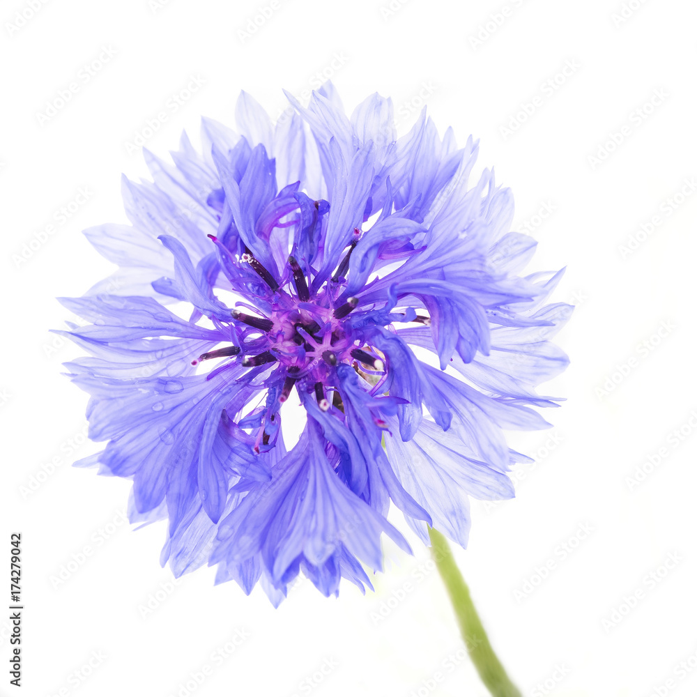 Purple flower isolated against white background