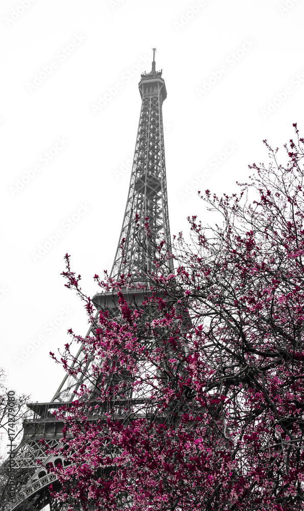 Spring in Paris. Blossoming trees and Eiffel tower at backgrounds. Black White Pink.