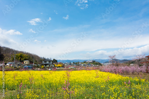 Hanamiyama Park yellow flower  cherry trees in full bloom fukushima.