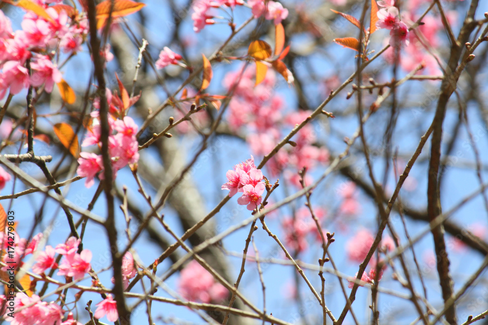 Branch of the Wild Himalayan Cherry flower in Northern of Thailand