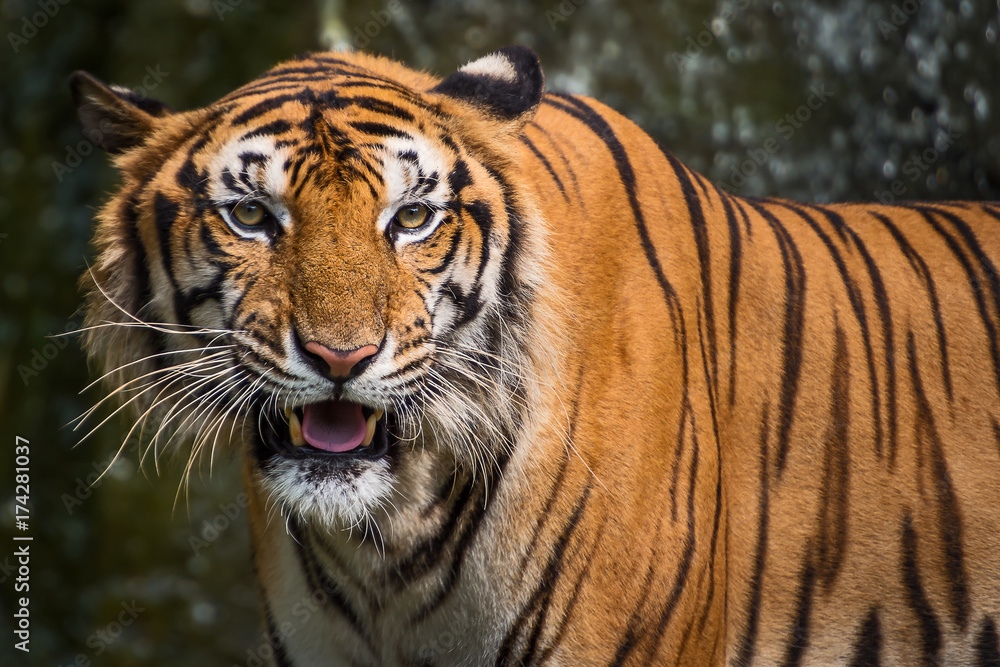 Close up tiger.