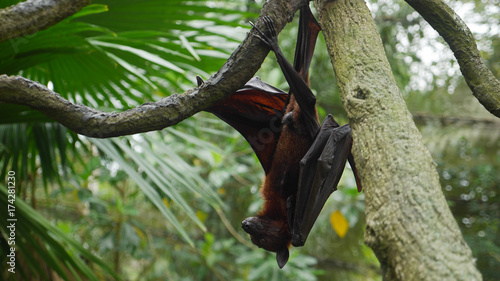 Flying Fox Bat Hanging Upside Down