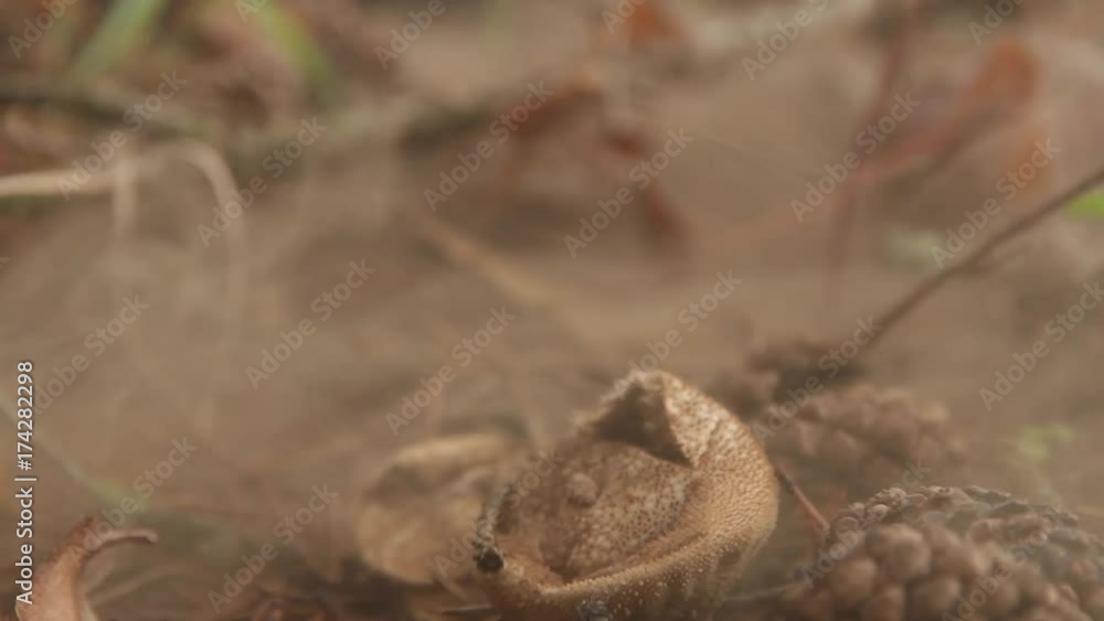 Bota aplastando una seta Pedo de Lobo y soltando esporas en forma de polvo. En el suelo de un bosque de pinos
Bota aplastando una seta Pedo de Lobo y soltando esporas en forma de polvo. En el suelo de un bosque de pinos
