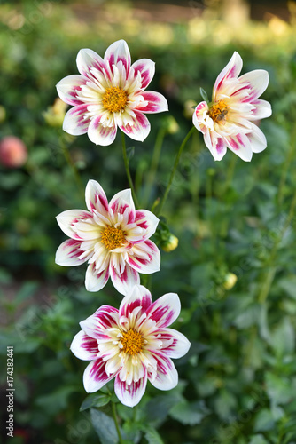 Fototapeta Naklejka Na Ścianę i Meble -  Dahlia rose et blanc au jardin en été