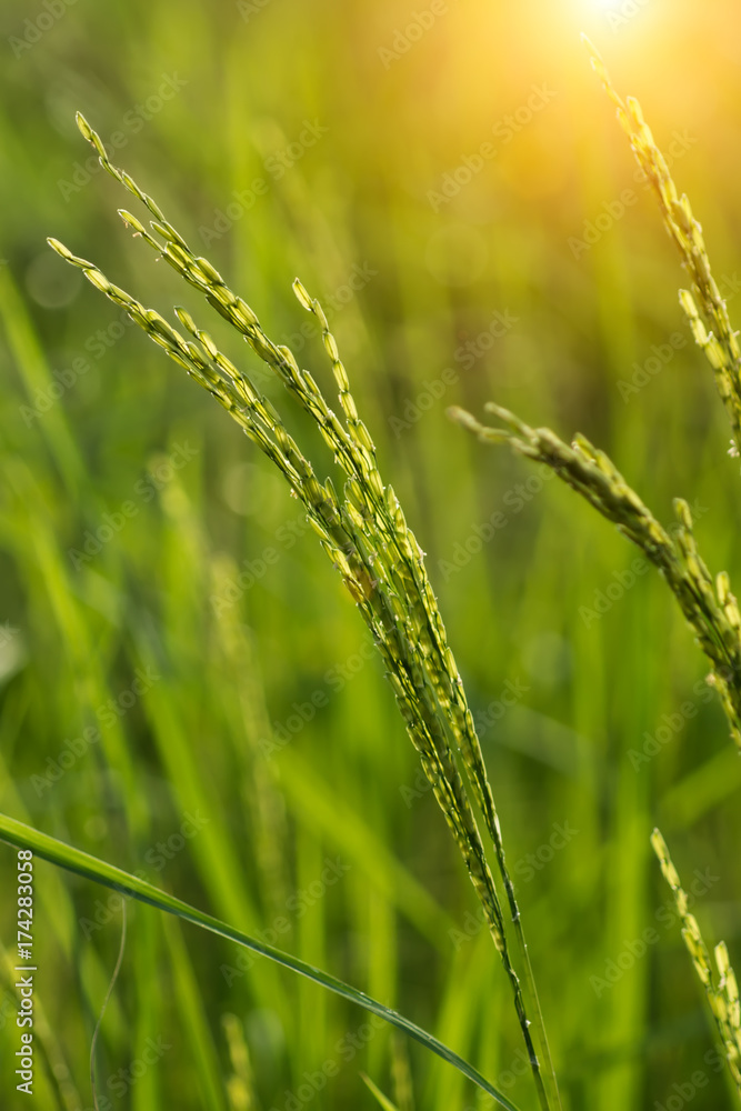 Fresh green rice plants in the field. Fresh green rice plants in the field.