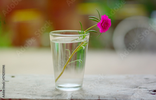 a pink flower in glass vase with yellow daylight on wooden table