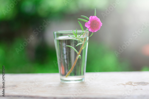 a pink flower in glass vase with daylight on wooden table