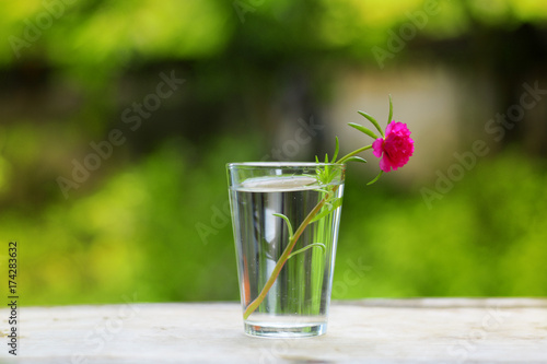 a pink flower in glass vase with daylight on wooden table