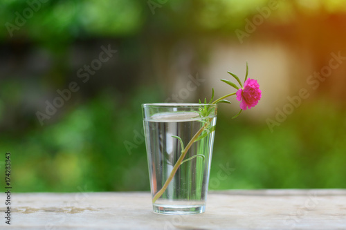 a pink flower in glass vase with daylight on wooden table