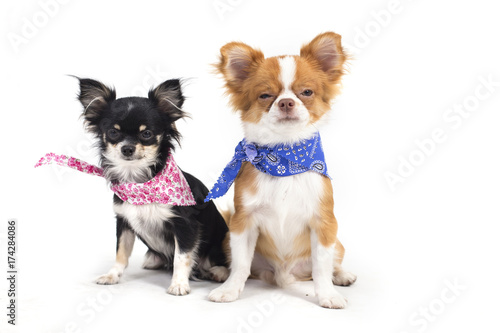 Chihuahua puppies © fellpon