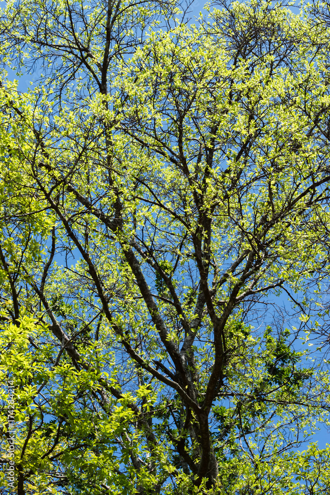 Leaves in spring season. Leaves in spring season.