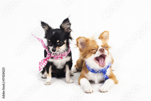 Принти на полотні Chihuahua puppies