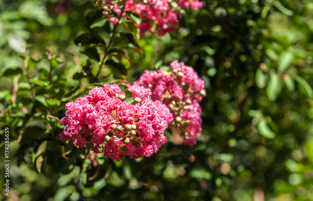 Obraz premium red flowers on tropical tree