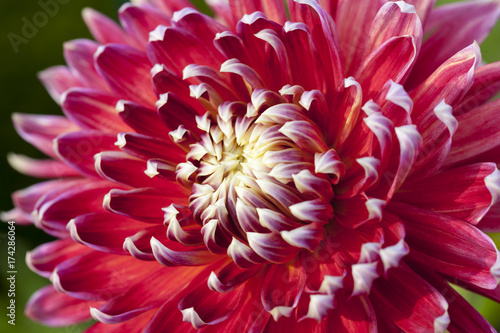 Fototapeta Naklejka Na Ścianę i Meble -  Dahlie (Dahlia)