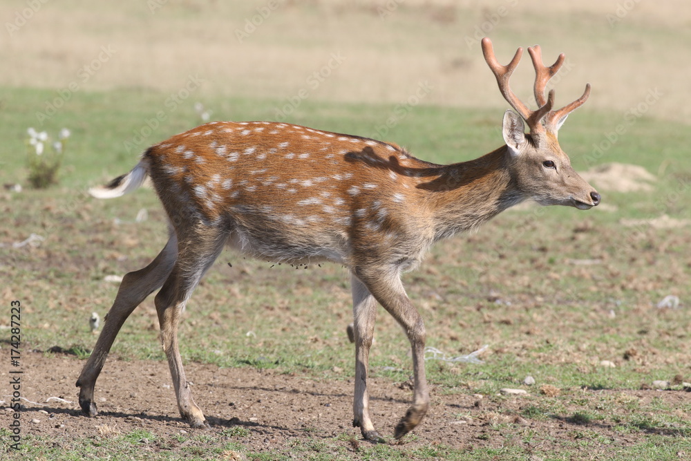 Deer Zakarpattia Region Ukraine. 2017 Deer Zakarpattia Region Ukraine. 2017
