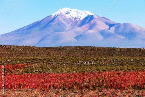 Billede på lærred Scenic landscape with flowering quinoa plants in the foreground and the snow-cap