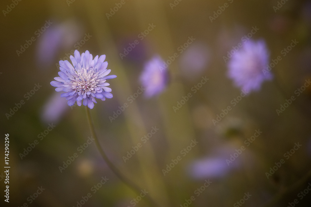 Fototapeta premium fiore