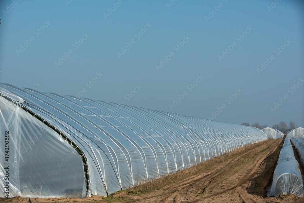 Erdbeerfelder in Folientunnels Erdbeerfelder in Folientunnels