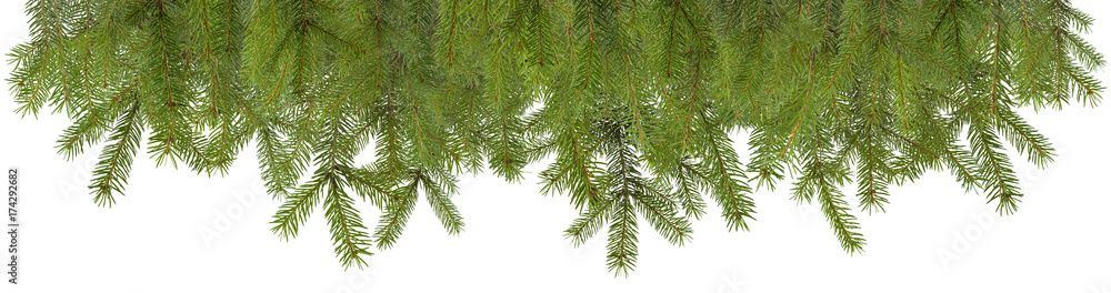Pine branches christmas decoration isolated with space for your text