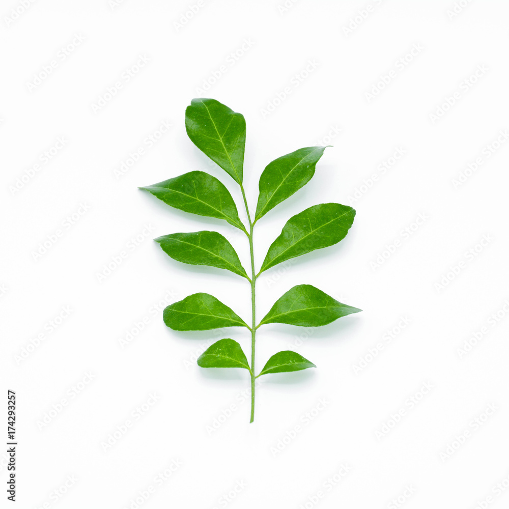Twig with green leaves isolated on white background Twig with green leaves isolated on white background