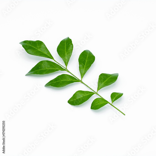 Twig with green leaves isolated on white background © sema_srinouljan