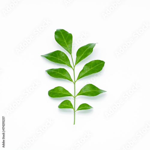 Twig with green leaves isolated on white background