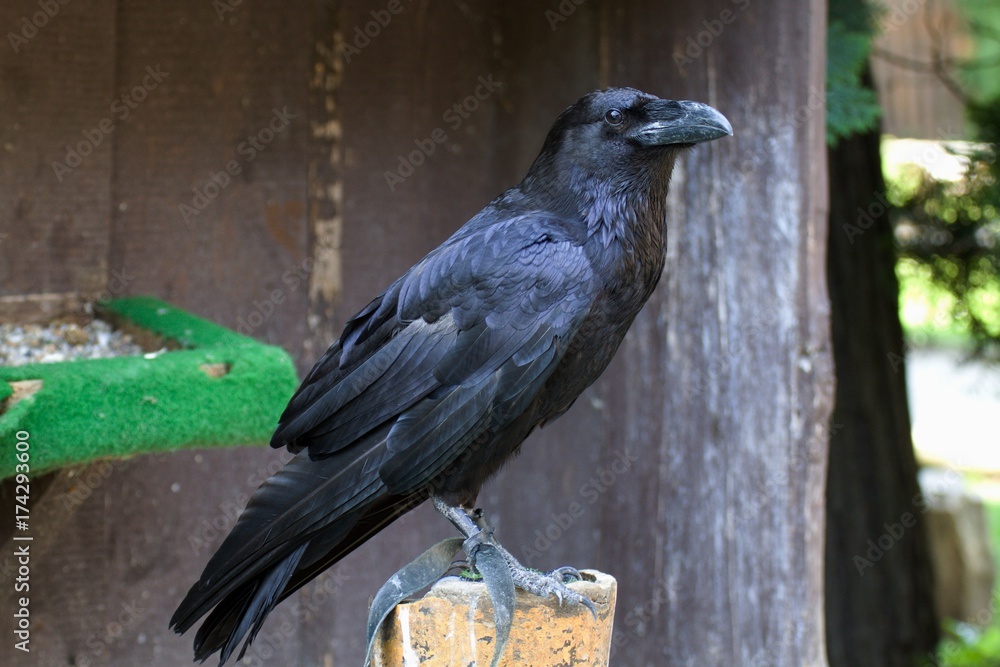 Fototapeta premium Raven