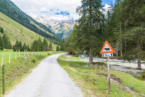 Warnschild Vorsicht Kühe in den Bergen, Österreich
