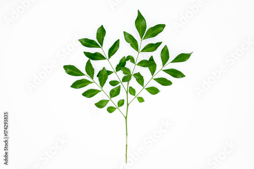 Twig with green leaves isolated on white background