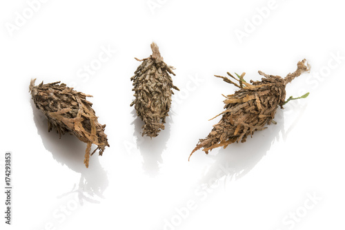 Three Bagworm Pupa Separated photo