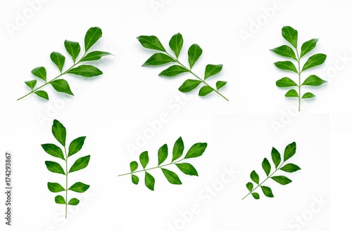 Twig with green leaves isolated on white background