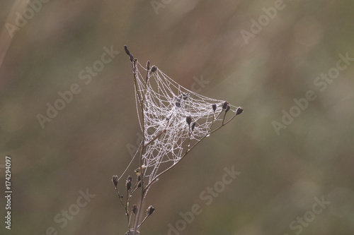 taufeuchtes Spinnennetz