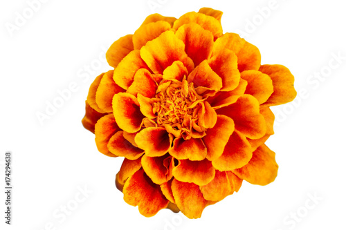 Fototapeta Naklejka Na Ścianę i Meble -  Flower of orange marigold isolated on white background
