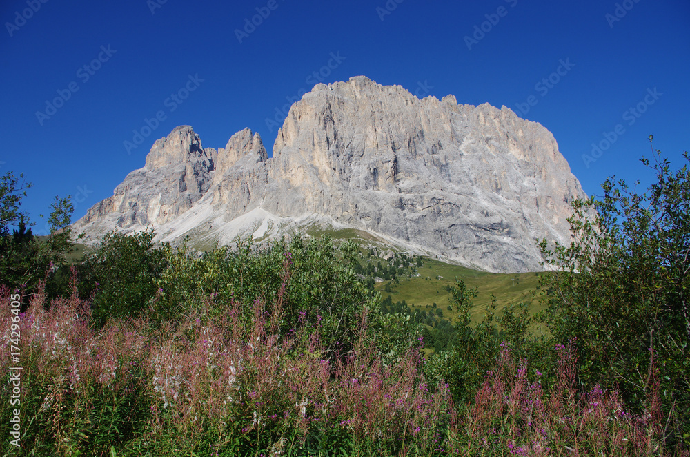 Paysage de montagne avec fleur dans les Dolomites en Italie