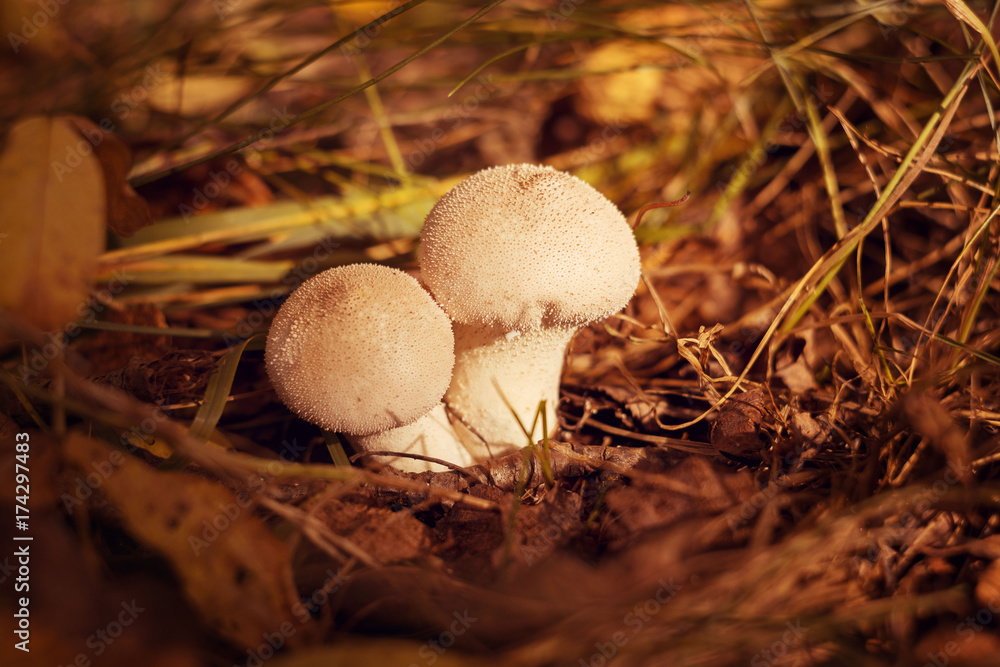 Two white mushrooms with pimples grow in the forest Two white mushrooms with pimples grow in the forest